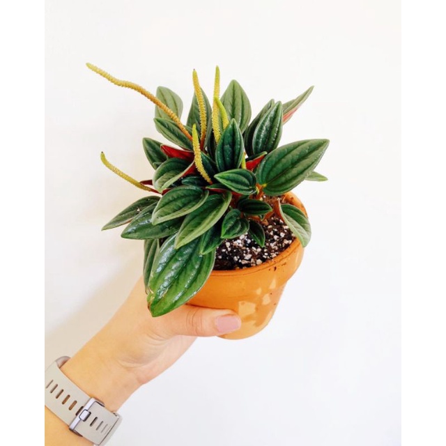 Tanaman hias peperomia rosso / peperomia roso