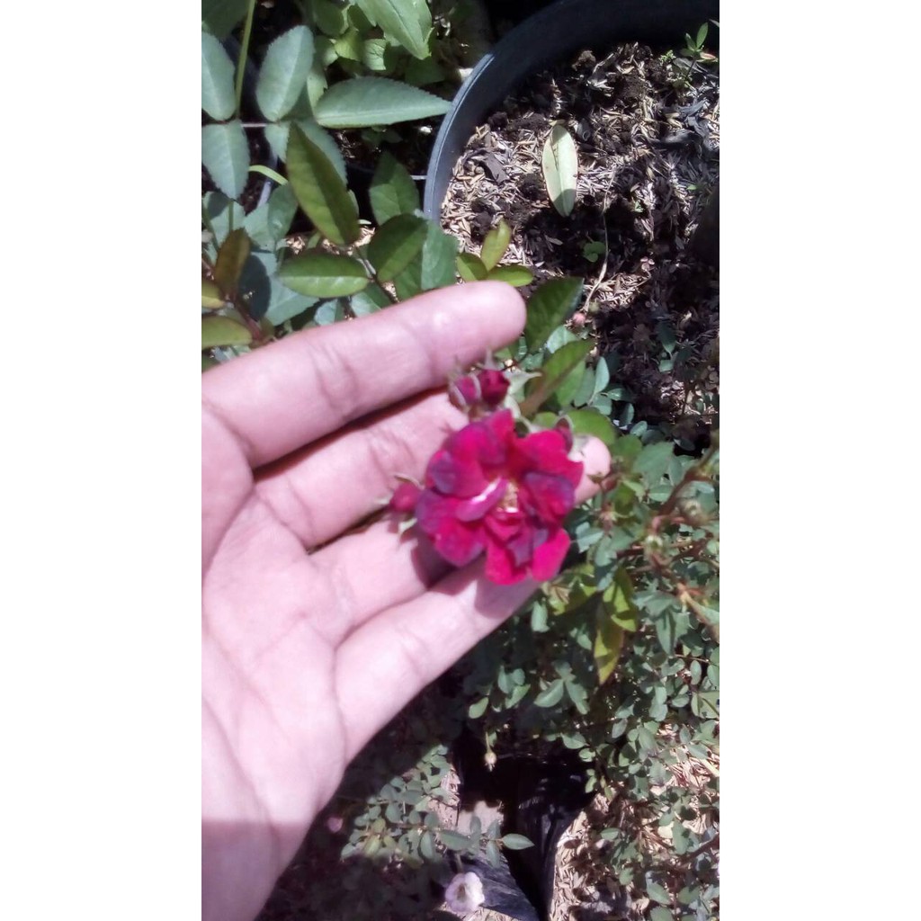 tanaman bunga baby rose merah / mawar merah mini