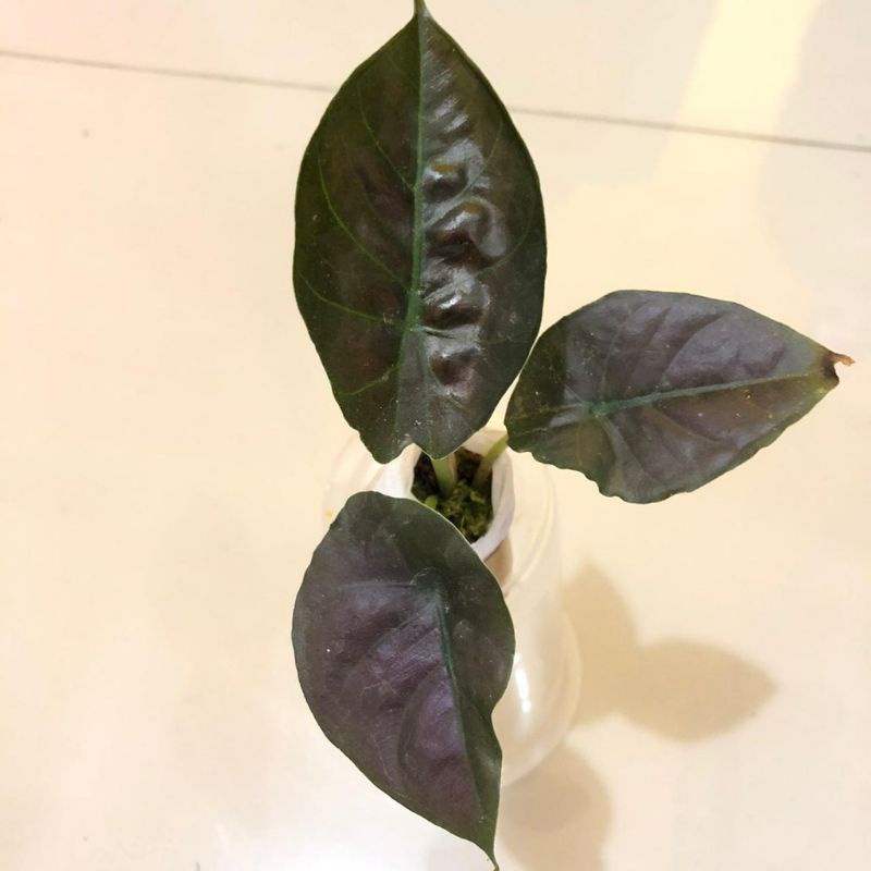 TANAMAN HIAS ALOCASIA BLACK INFERNALIS