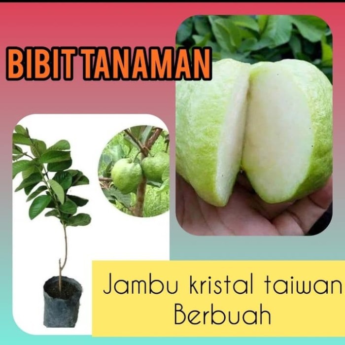 Tanaman Buah Jambu Kristal Taiwan Bibit Jambu Kristal Okulasi Cepat Berbuah