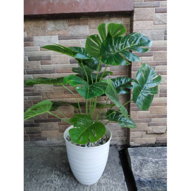 COD.DAUN MOSTERA JUMBO POT TAWON.DECORASI SHABY.DAUN MOSTERA.POT TAWON