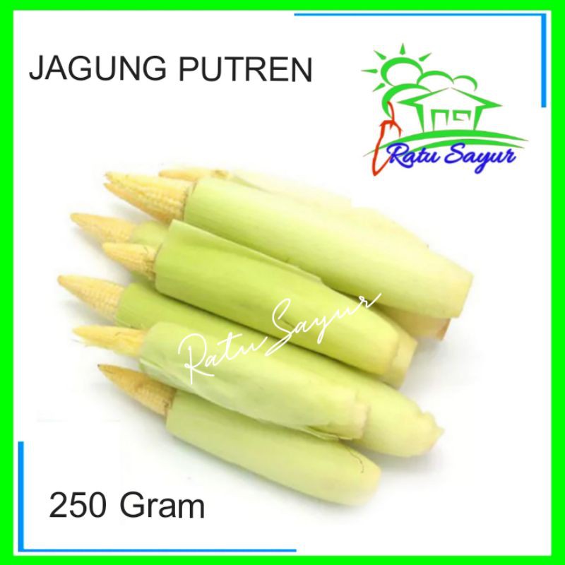 

JAGUNG PUTREN/ratusayur.id