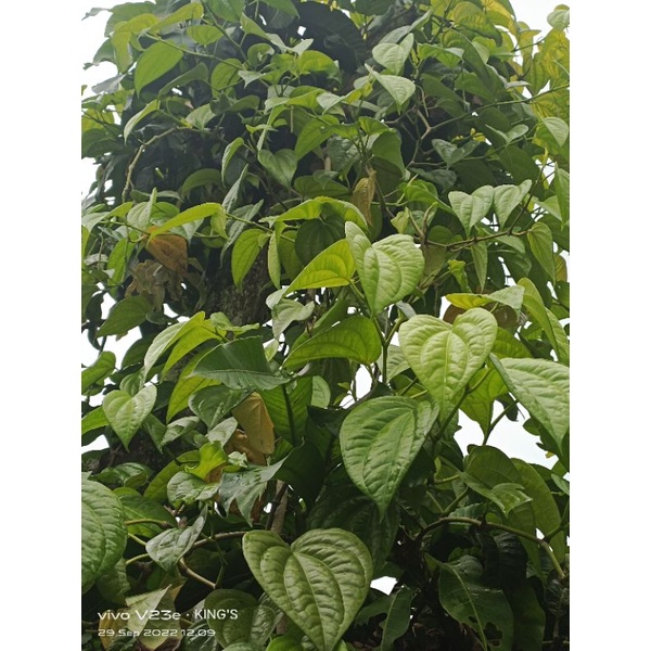

daun sirih ayu segar 30 lembar