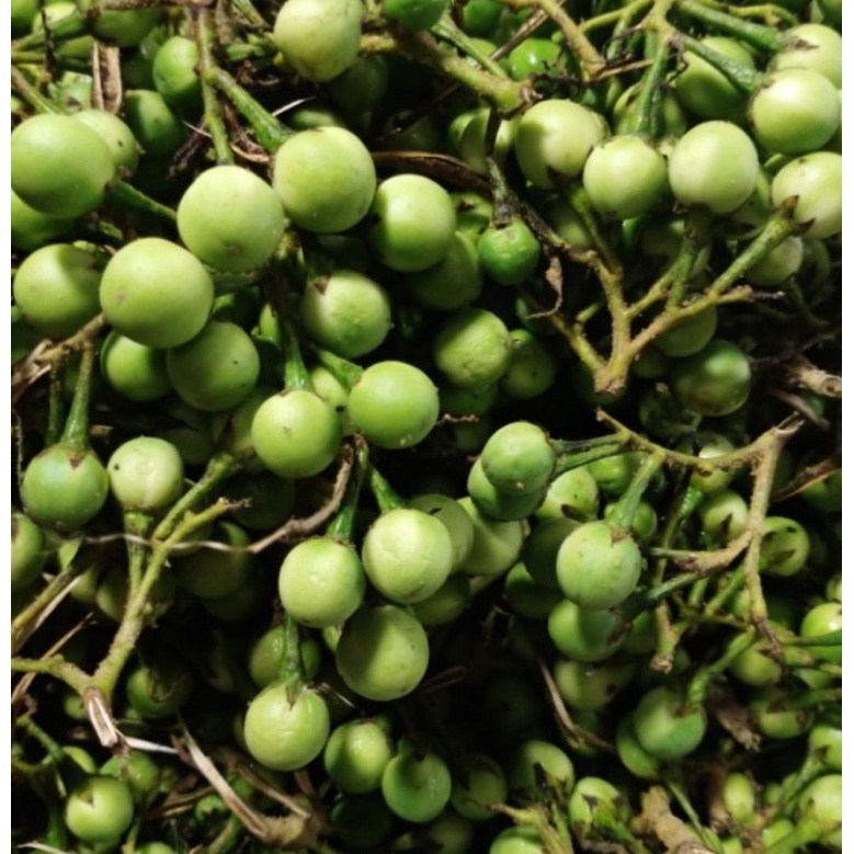 

Rimbang/Pokak/Tekokak 150 gram