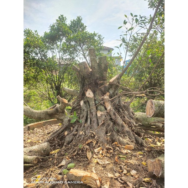 kimeng program gabungan lingkar 117 cm