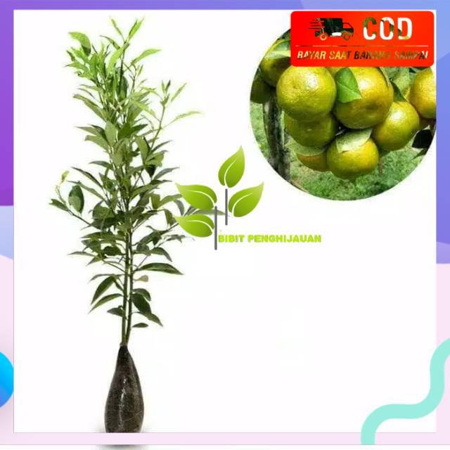 Bibit jeruk siem