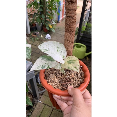 epipremnum pinnatum marble mewah