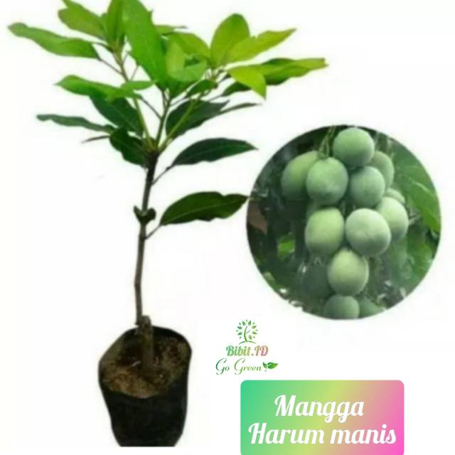 Mangga harum manis / bibit mangga super