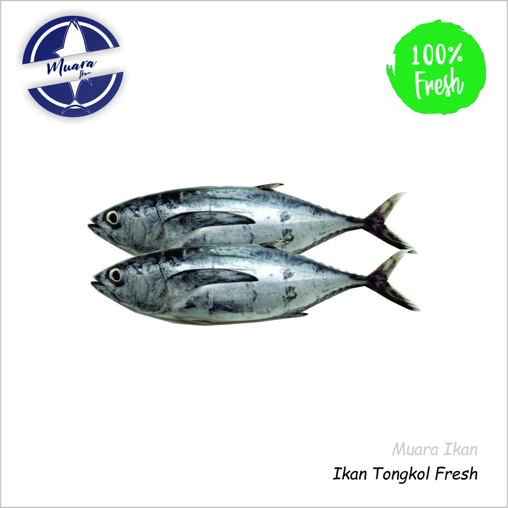 

Ikan Tongkol Deho Fresh - 1.000 gr