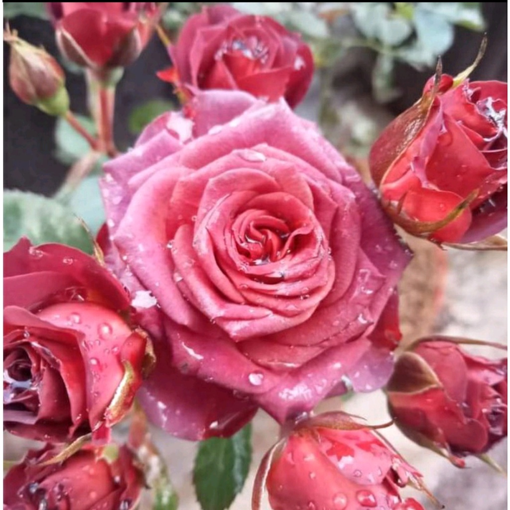 mawar import RED CHOCOLATOS