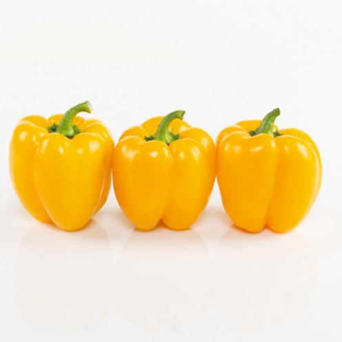 Benih Biji Bibit PAPRIKA KUNING RIONILO F1 BEJO 1000 seeds