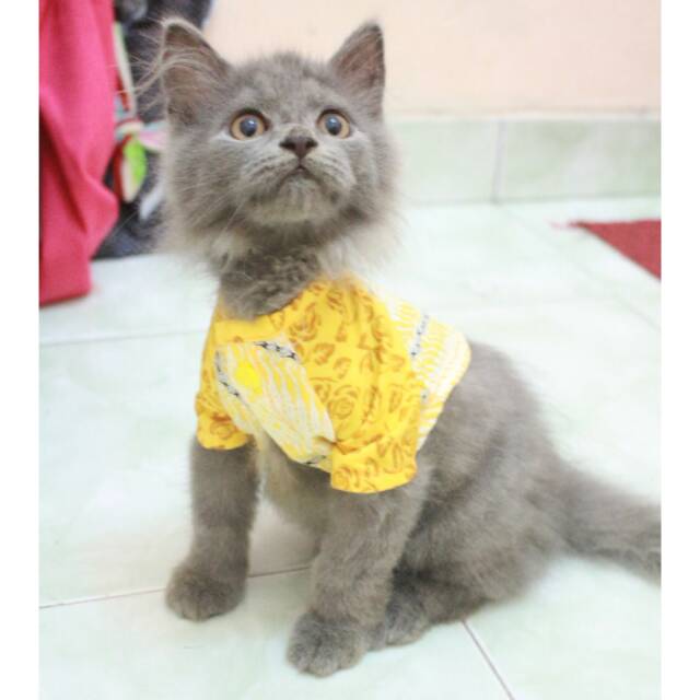 Kemeja batik kuning unik untuk kucing dan anjing lucu / baju kucing murah size S M L XL