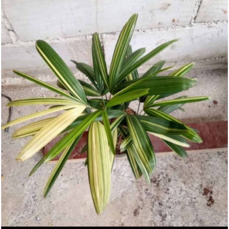 palm waregu varigata pohon palm varigata