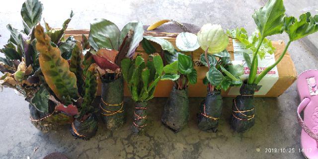 Tanaman Calathea White Fusion Multicolor