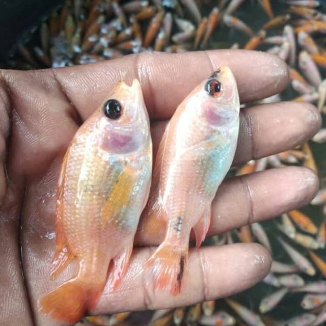 

Ikan nila merah monosex