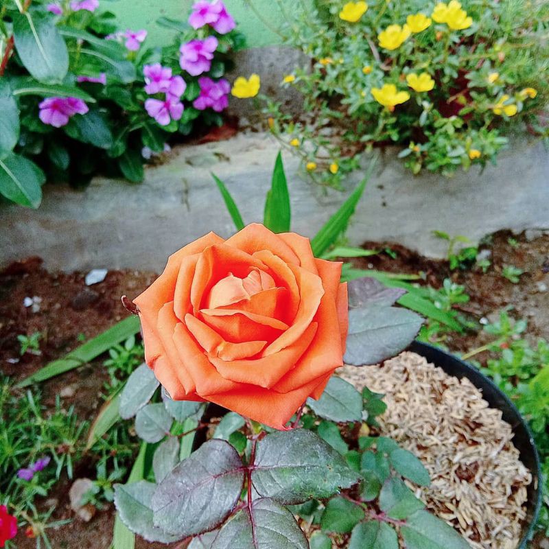 BUNGA ROSE MAWAR SUPER GRADE (WARNA ORANGE) | TERMURAH