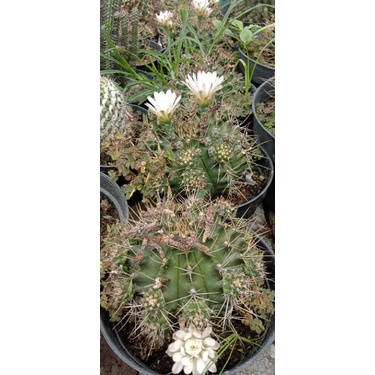 kaktus gymno calycium JUMBO/kaktus murah pasaman/kaktus ownroot