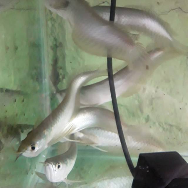 

Ikan arwana silver