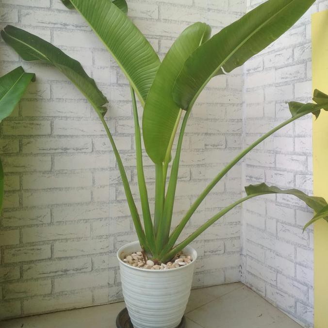 Tanaman Hias Pisang Kipas // Ravenala Madagascariensis