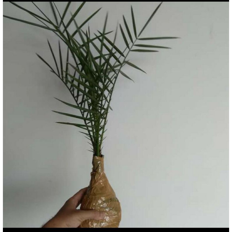 

pohon kurma bibit