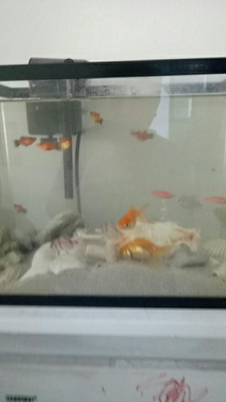 Hio Dupa Guangming Guang Ming 508 Tinggi 28 Cm Merah