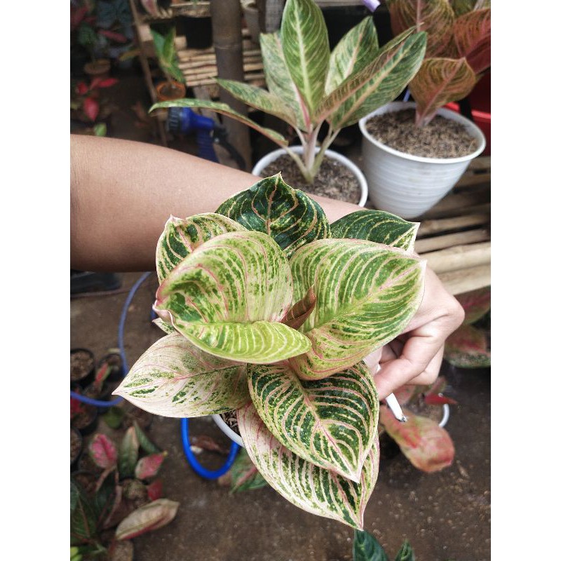 Syila Aglaonema Kresna golden