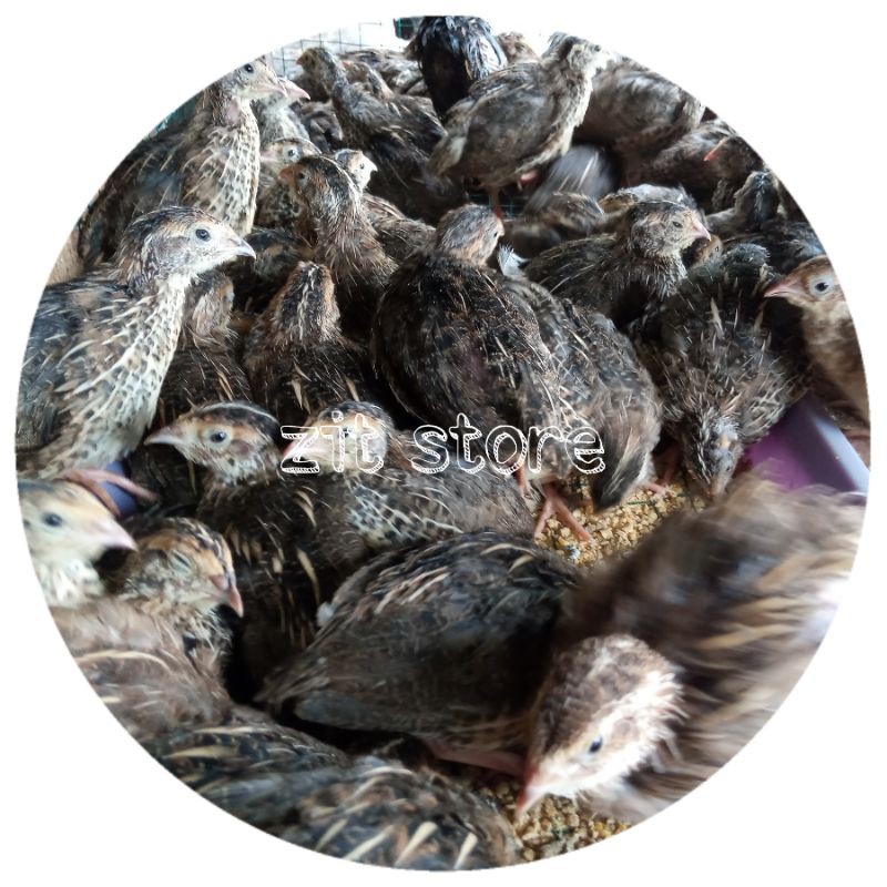 puyuh betina - puyuh petelur - burung puyuh telur