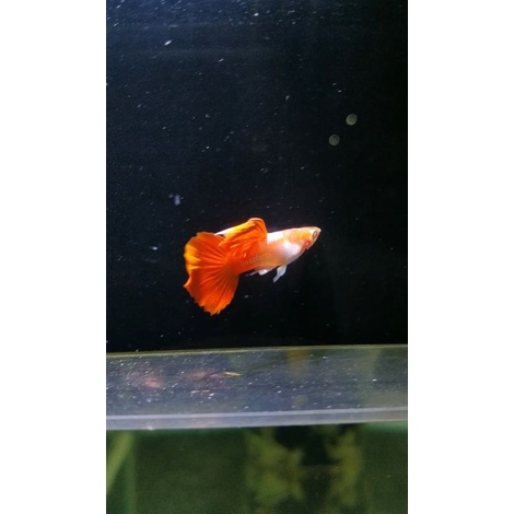 Albino Red Tuxedo White Ear