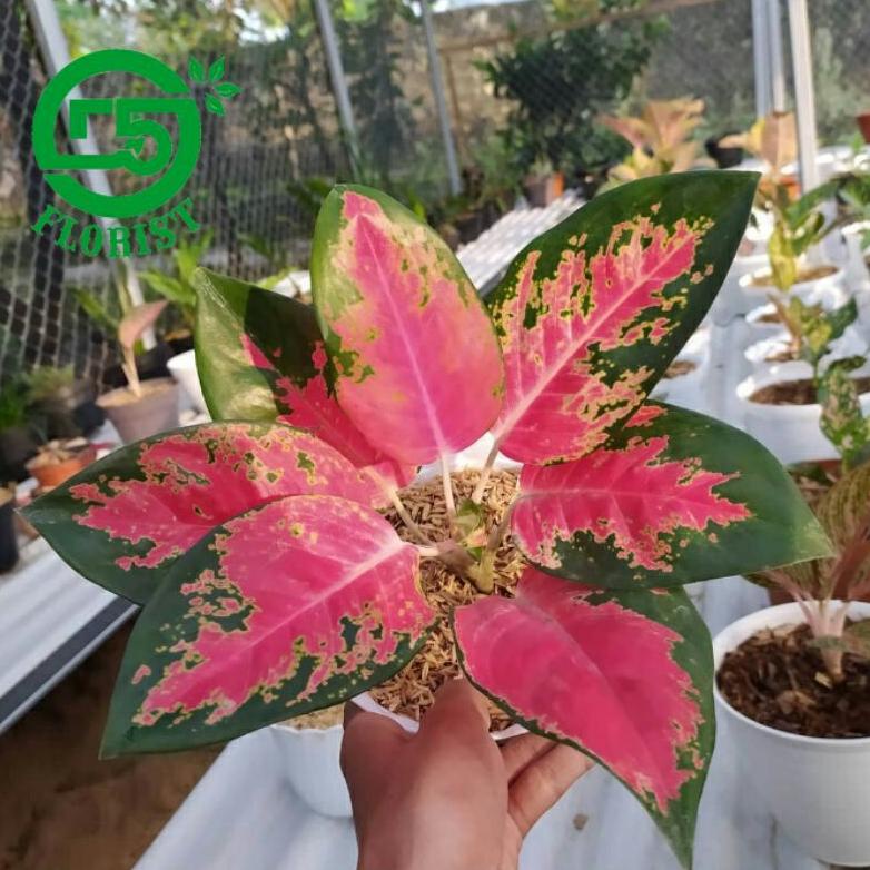 Aglonema Kocin Paramuay