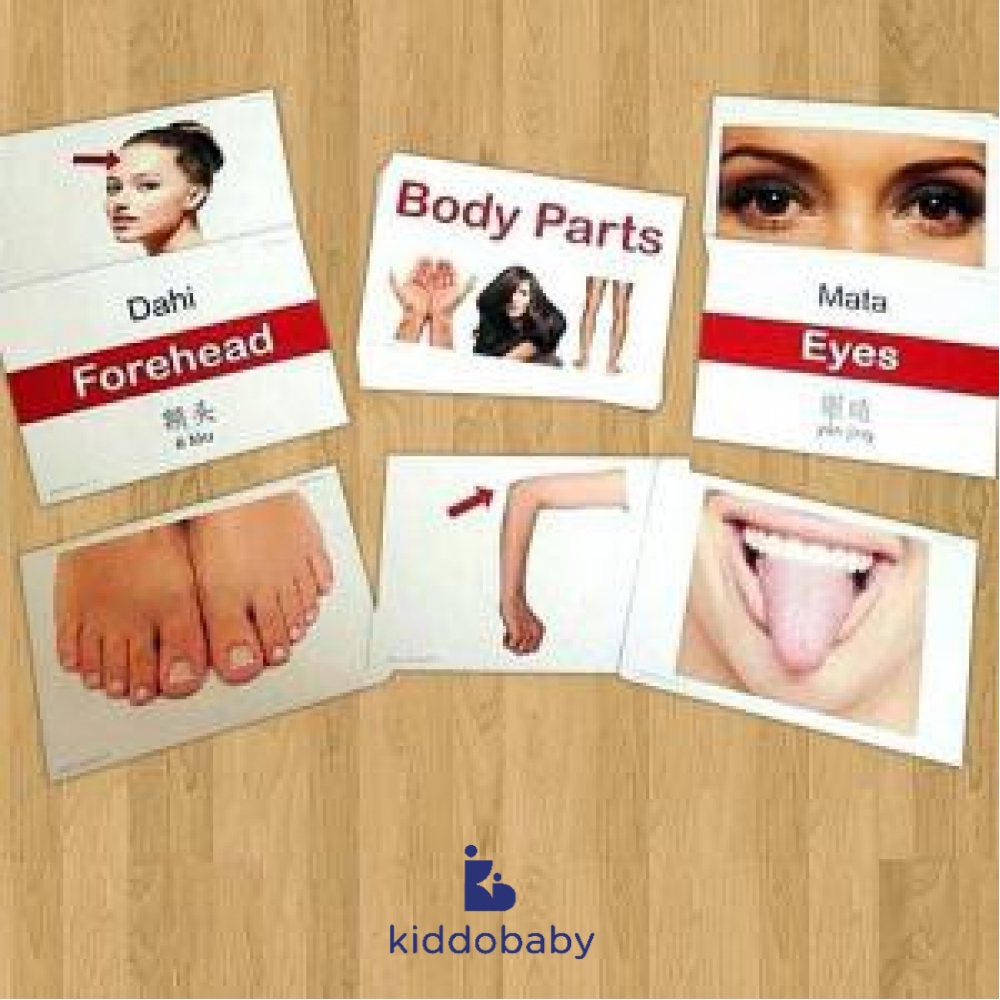 Flashcards Body Parts