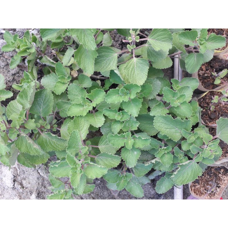 

Sayur BANGUN-BANGUN 1000gr