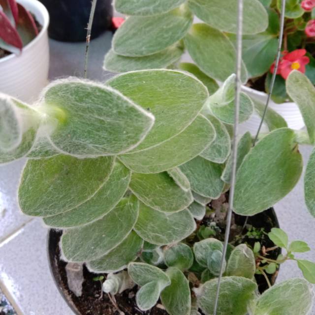 10 Tanaman Hias Daun Berbulu Unik Cantik Dan Menarik