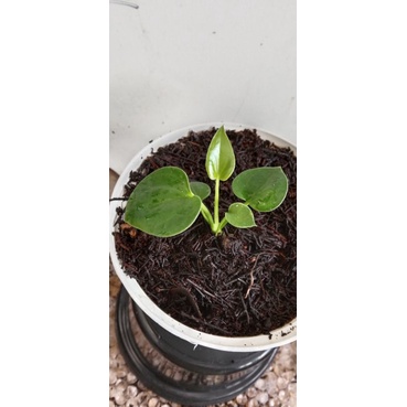 baby anturium corong