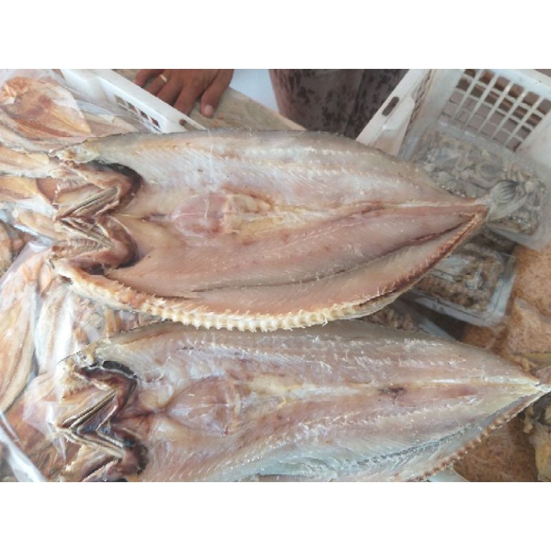 

ASIN GABUS PREMIUM FRESH STOCK PRODUSEN