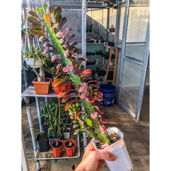 Kaktus sukulen trigona merah