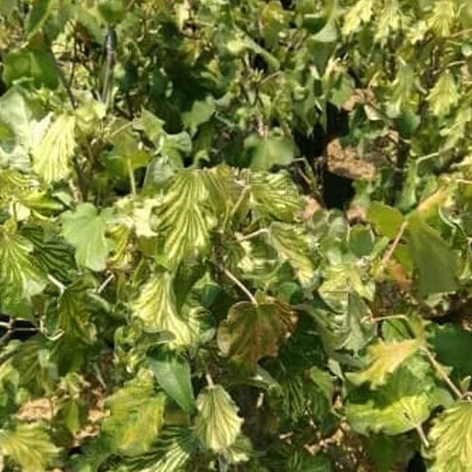 BIBIT TANAMAN WARU WAYANG TERMURAH