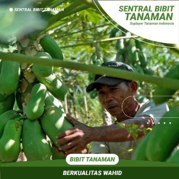 Bibit Pepaya California Buah Pepaya California