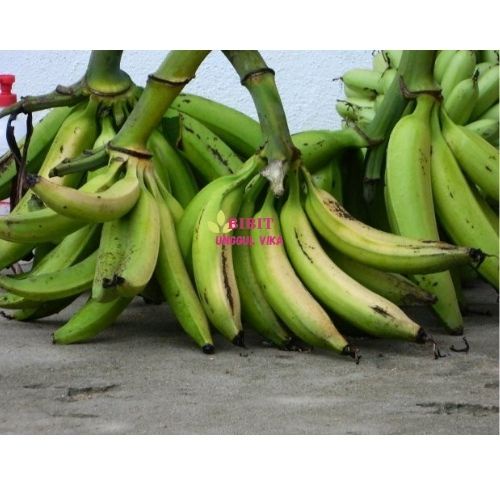 (COD) Bibit Pisang Tanduk Super Unggul / BUAH PISANG TANDUK