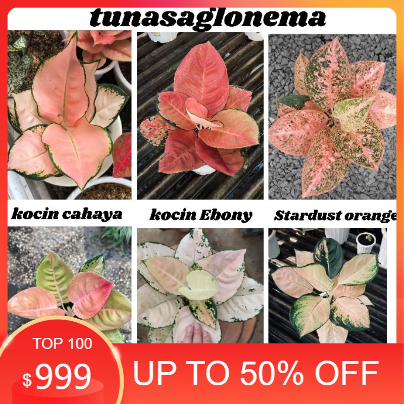 paket bonggol,kocin cahaya,kocin Ebony, Stardust orange,sultan brunay,suksom white,kocin sutra