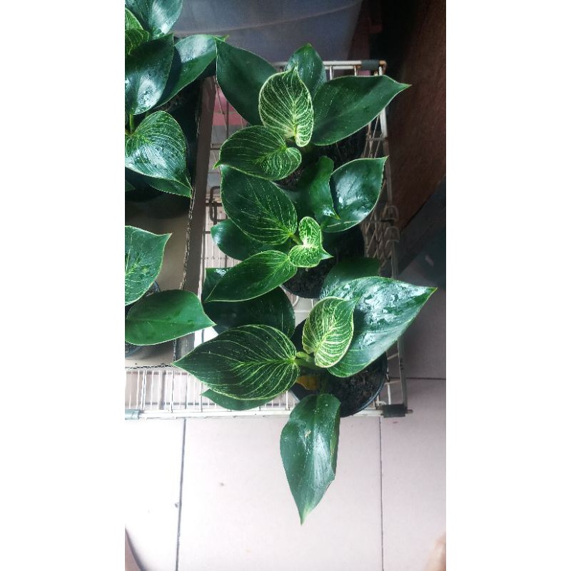 Philodendron Birkin Remaja - Philo Birkin - Tanaman Hias