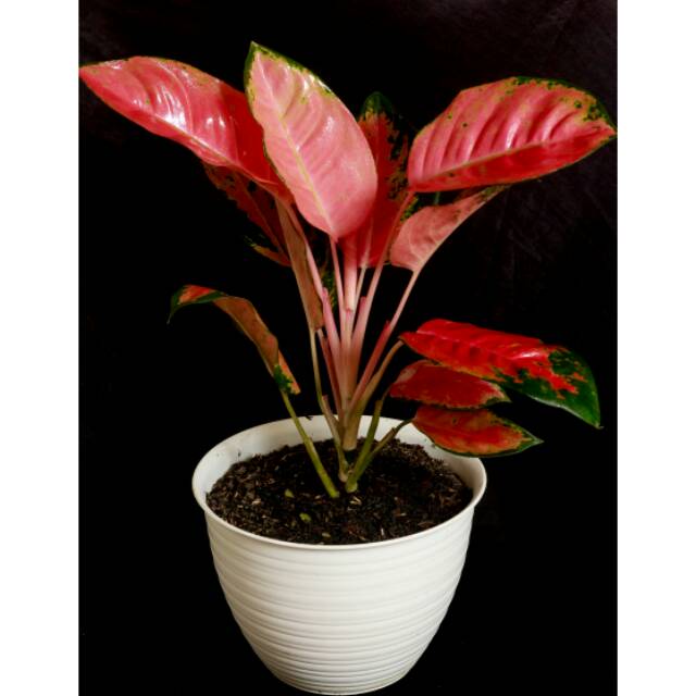 AGLONEMA KOCHIN PINK