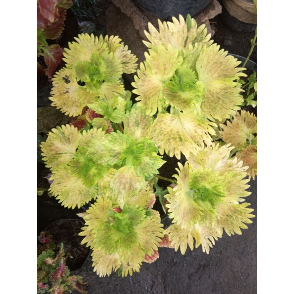 tanaman hias miana Sultan id matahari