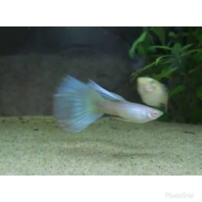Promo ikan hias Guppy albino japan blue mosaic pasangan Murah