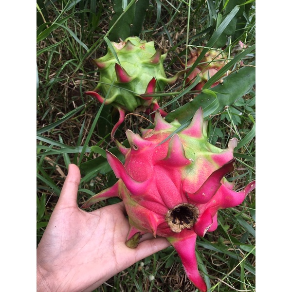 

BUAH NAGA FRESH BESAR