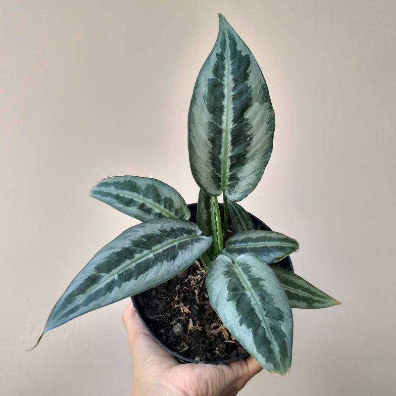 Tanaman hias homalomena schismatoglottis / homalomena silver