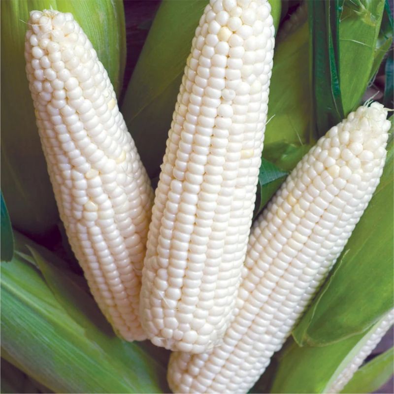 MURAH      BENIH JAGUNG PUTIH KETAN PULUT 1KG