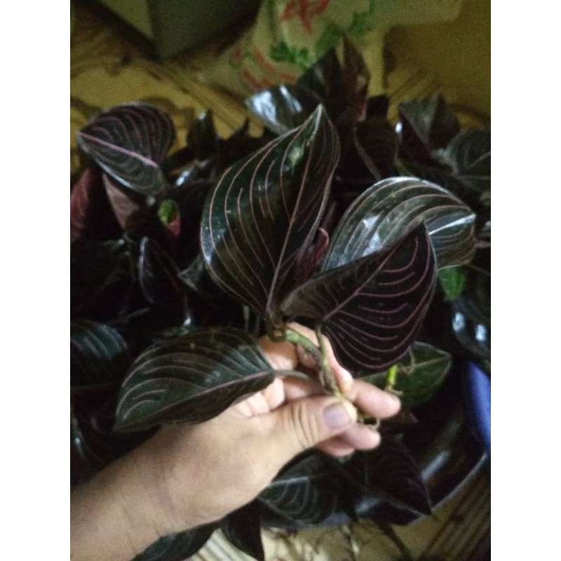 Aglonema Rotundum Aceh Remaja Super