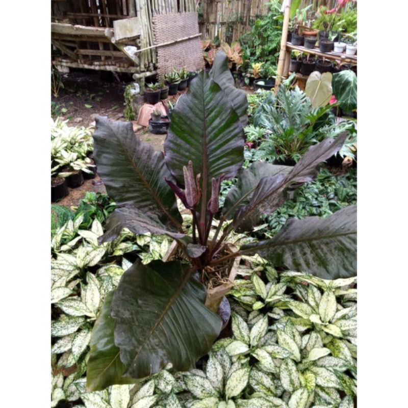 Antorium hokery black