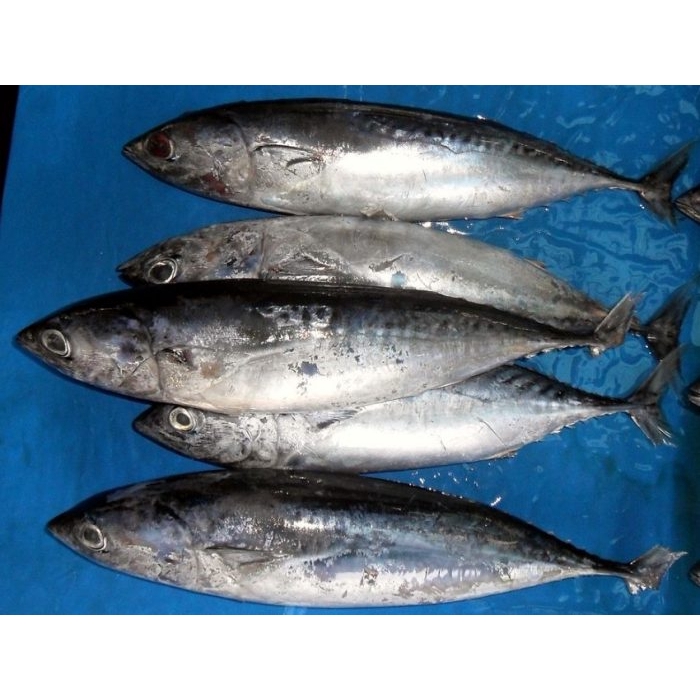 

IKAN TONGKOL (1KG)