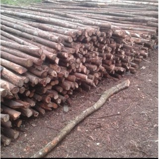 Jual Kayu Dolken ukuran 8/10 untuk Proyek - Dolken untuk Cerucuk, Dak